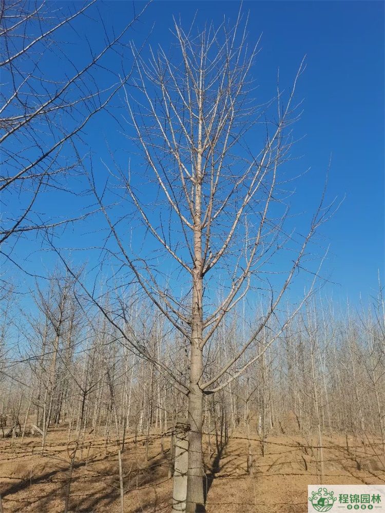 免费桃色视频APP