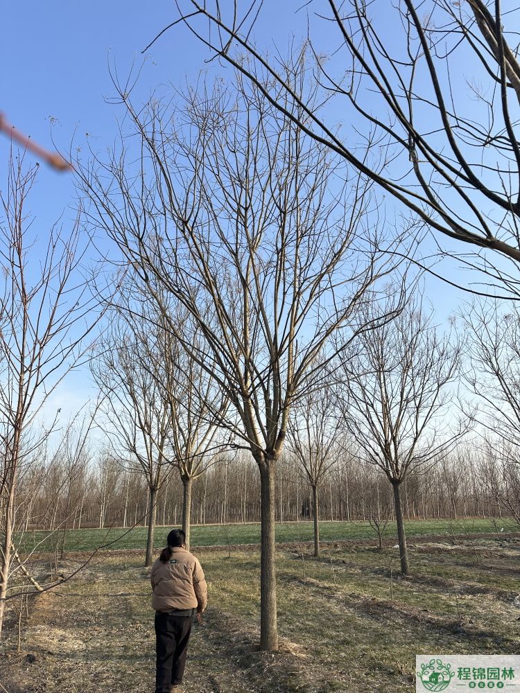 國槐