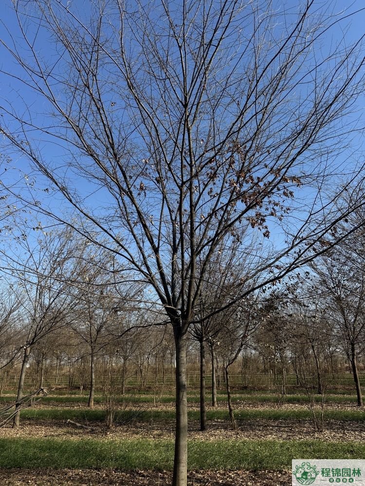 櫸樹